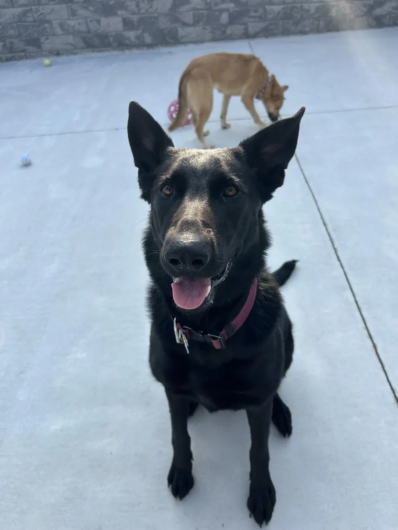 An adult medium-sized female German Shepherd Dog dog named Stormie for adoption in Lancaster, PA