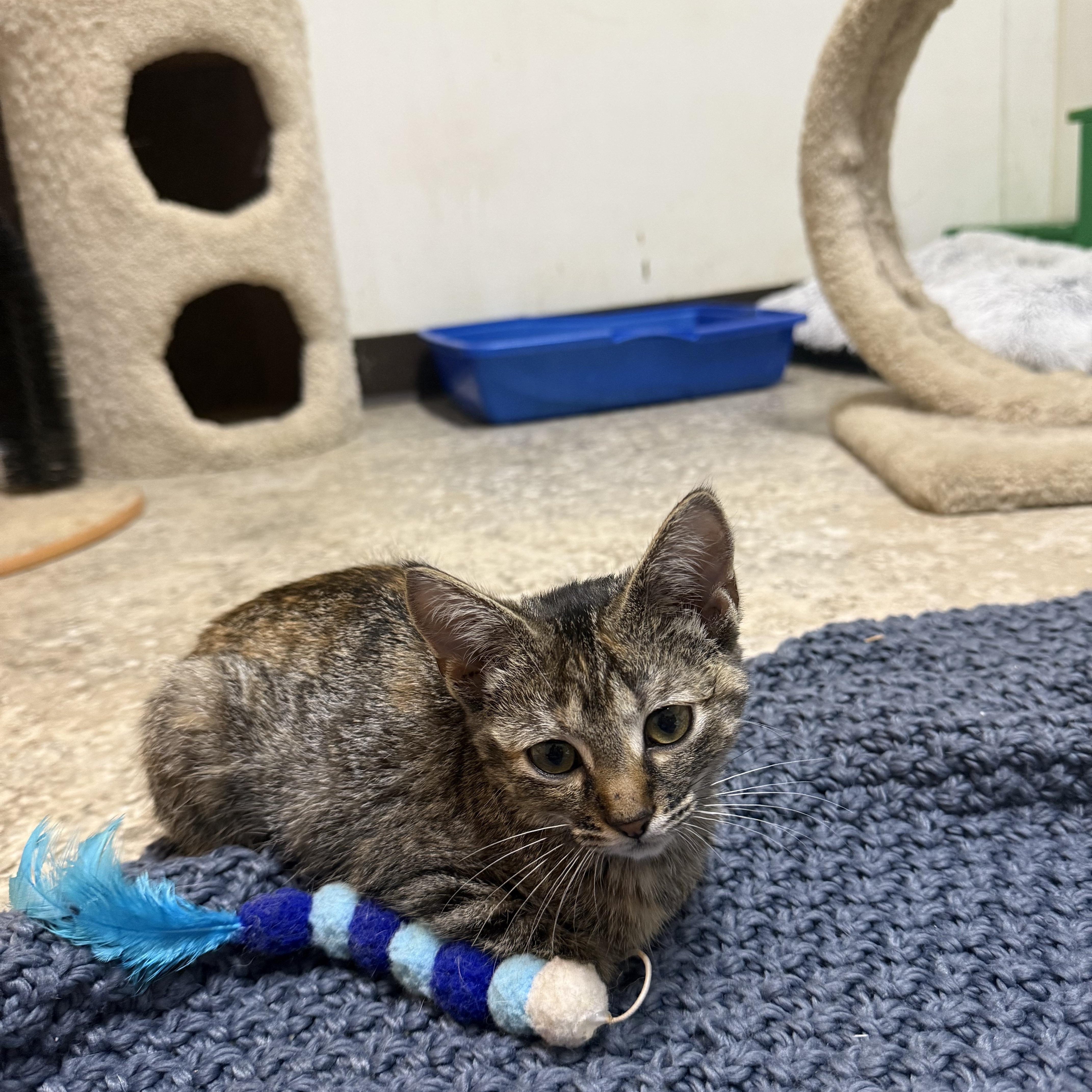 A baby small-sized female Tortoiseshell Domestic Short Hair cat named Kehlani for adoption in Hendersonville, TN