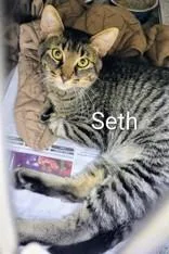 A young small-sized male Black Domestic Short Hair cat named Seth for adoption in Moline, IL