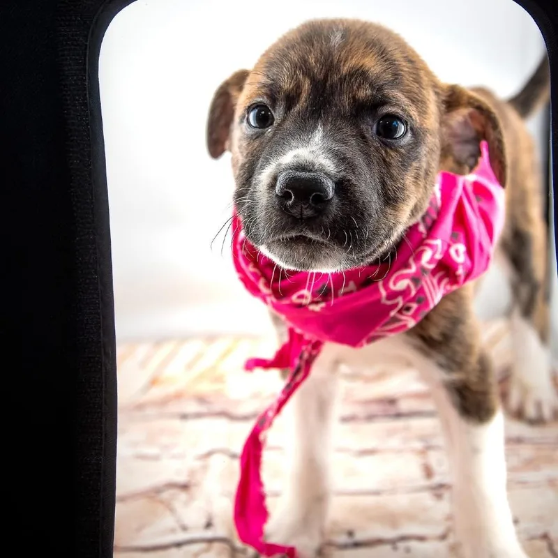 A baby medium-sized female Brindle Boxer dog named Beth for adoption in Allen, TX