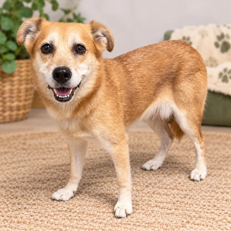 A senior medium-sized female Yellow / Tan / Blond / Fawn Shiba Inu dog named Asiago for adoption in Hopkinton, MA