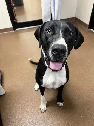 An adult large-sized male Mixed Breed dog named Birdie for adoption in Winfield, KS