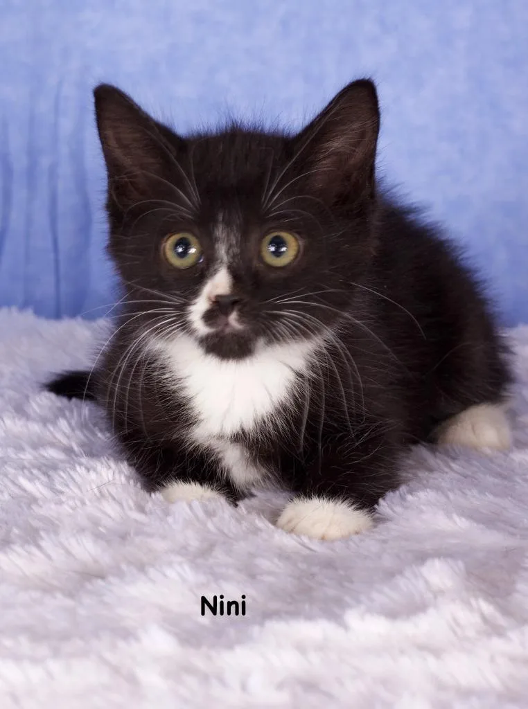 Nini
