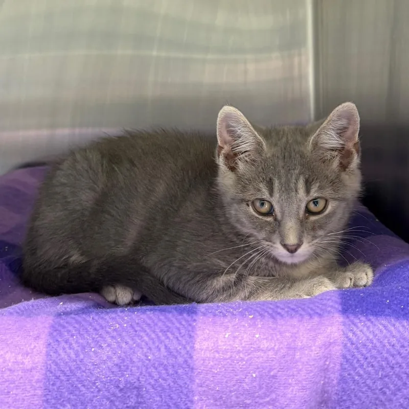 A baby small-sized male Brown / Chocolate Domestic Short Hair cat named Spongebob for adoption in Morganton, NC