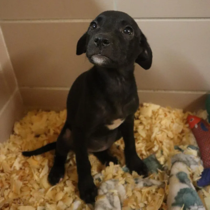 A baby small-sized female Black Mixed Breed dog named Glamour for adoption in Waukesha, WI