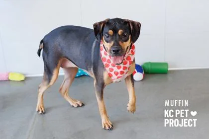 A young large-sized female Black Mixed Breed dog named Muffin for adoption in Kansas City, MO