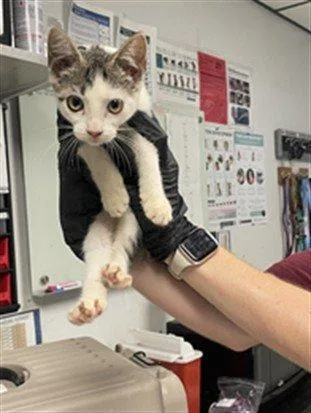 A baby small-sized female Tabby (Brown / Chocolate) Domestic Short Hair cat named Zip for adoption in Raleigh, NC