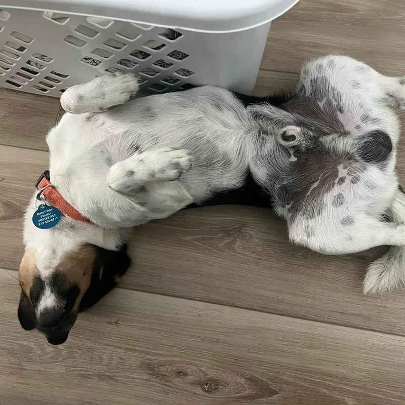 A young small-sized male Brown / Chocolate Rat Terrier dog named Canyon for adoption in Tampa, FL