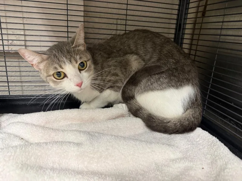 An adult medium-sized female Domestic Short Hair cat named Robin for adoption in Murray, KY