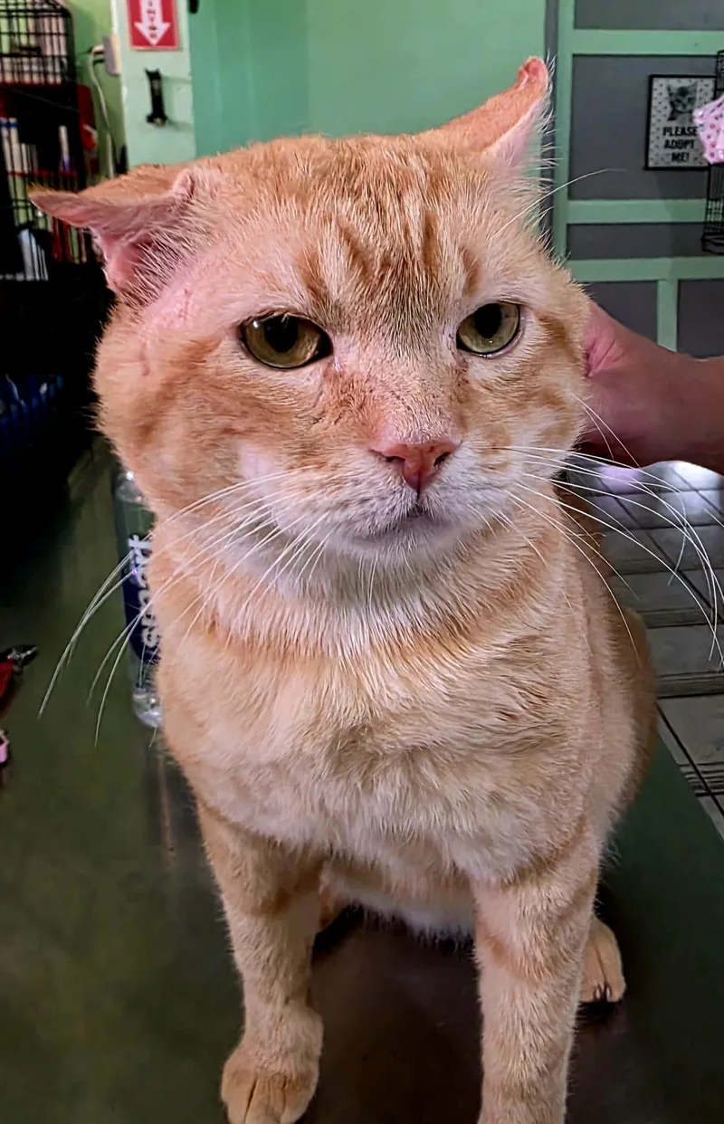 A young extra large-sized male Orange / Red Domestic Short Hair cat named Wilson for adoption in San Juan, PR