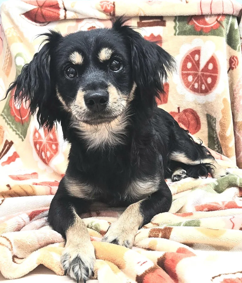 A young small-sized male Dachshund dog named Baxter for adoption in Los Angeles, CA