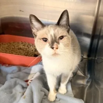 A young small-sized female Cream / Ivory Domestic Short Hair cat named Emma for adoption in Horn Lake, MS