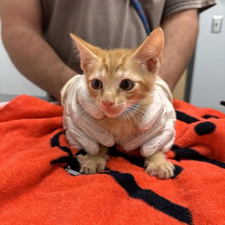 A baby small-sized male Orange / Red Domestic Short Hair cat named Saturn for adoption in Jacksonville, FL
