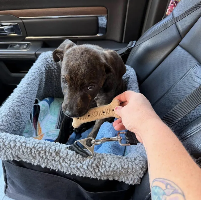 A baby large-sized male Plott Hound dog named Starchy for adoption in Randleman, NC