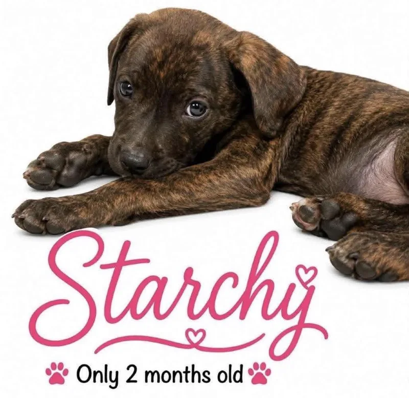 Starchy thumbnail 3