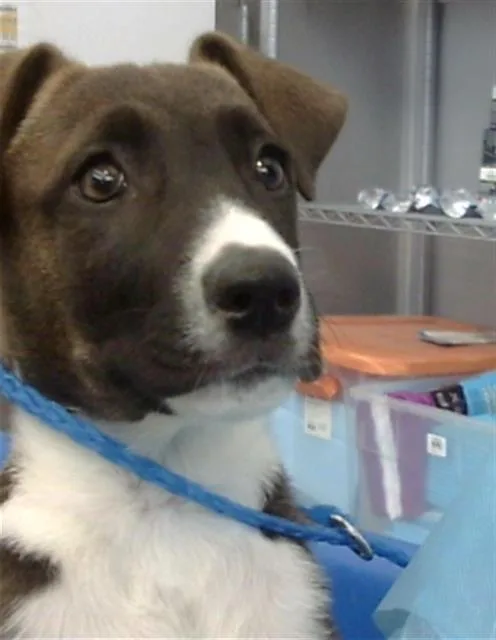 A young medium-sized male Mixed Breed dog named Atlas for adoption in Dallas, TX