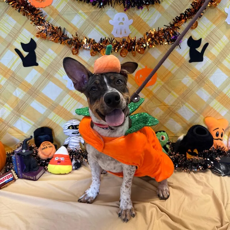 A young medium-sized male Brown / Chocolate Cattle Dog dog named Bosco for adoption in Santa Barbara, CA
