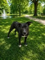 A young medium-sized male Black Mixed Breed dog named Dale for adoption in New Iberia, LA