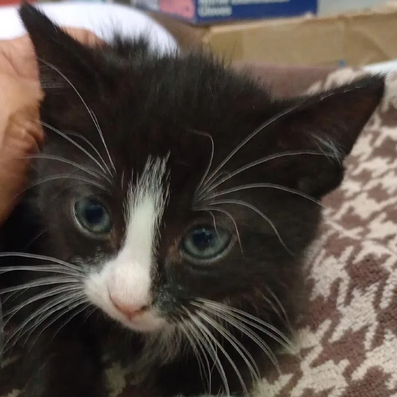 A baby small-sized male Black Domestic Short Hair cat named Jett for adoption in Grand Rapids, MN