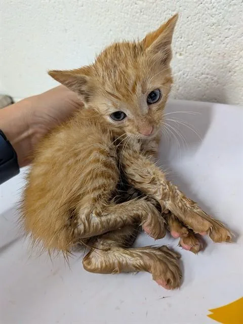 A baby small-sized male Domestic Short Hair cat named Phineas for adoption in Saint Peters, MO