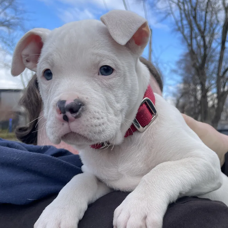 Columba Stardust  Local thumbnail 2