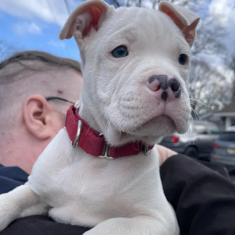 A baby medium-sized male White / Cream Boxer dog named Columba Stardust Local for adoption in Andover, MA