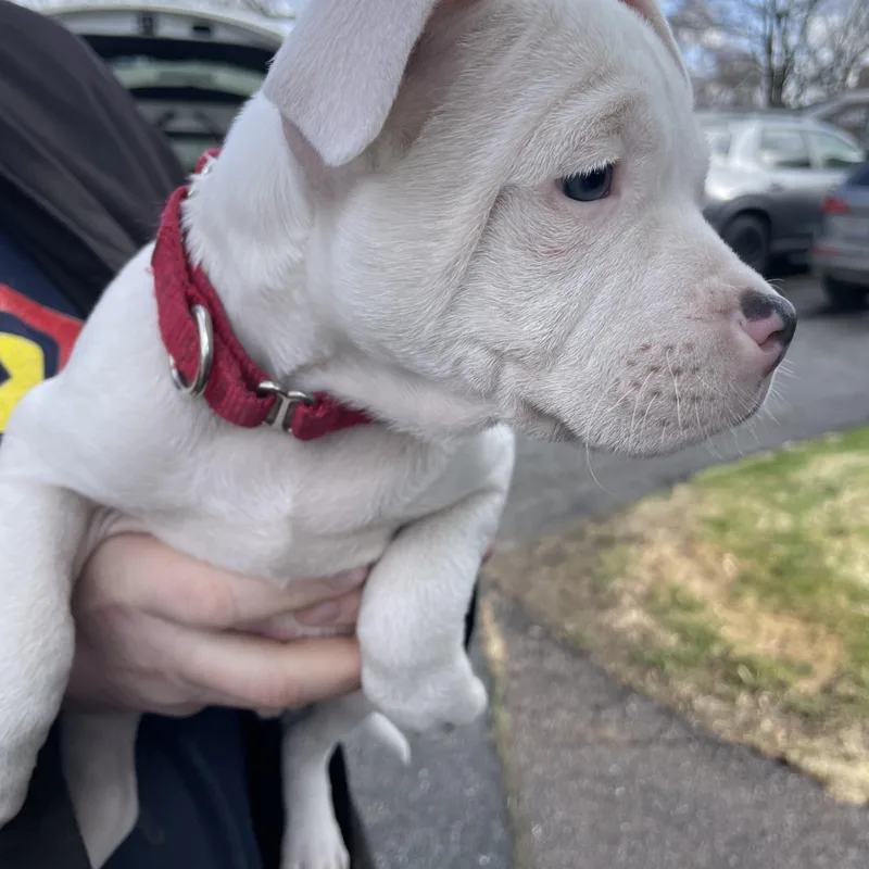 Columba Stardust  Local thumbnail 3