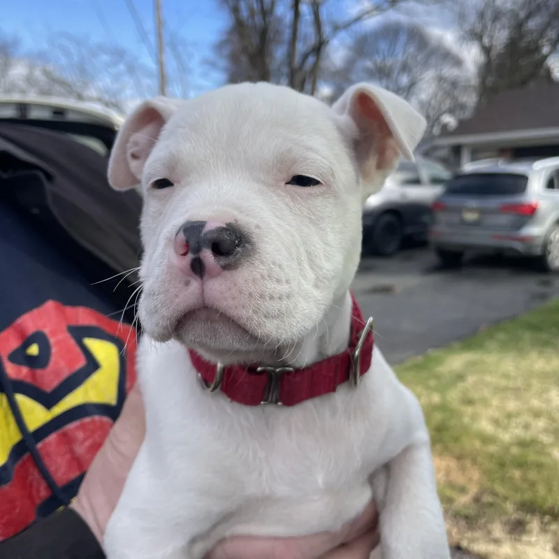 Columba Stardust  Local thumbnail 4