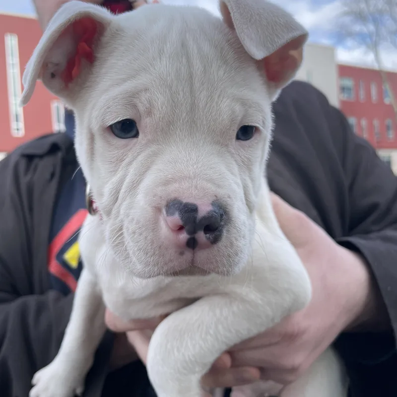 Columba Stardust  Local thumbnail 6