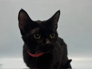 An adult small-sized female Domestic Short Hair cat named Vivian for adoption in Golden Valley, MN