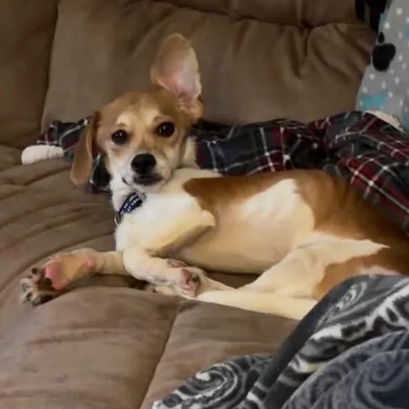 A young small-sized male Beagle dog named Stewie for adoption in Brockport, NY