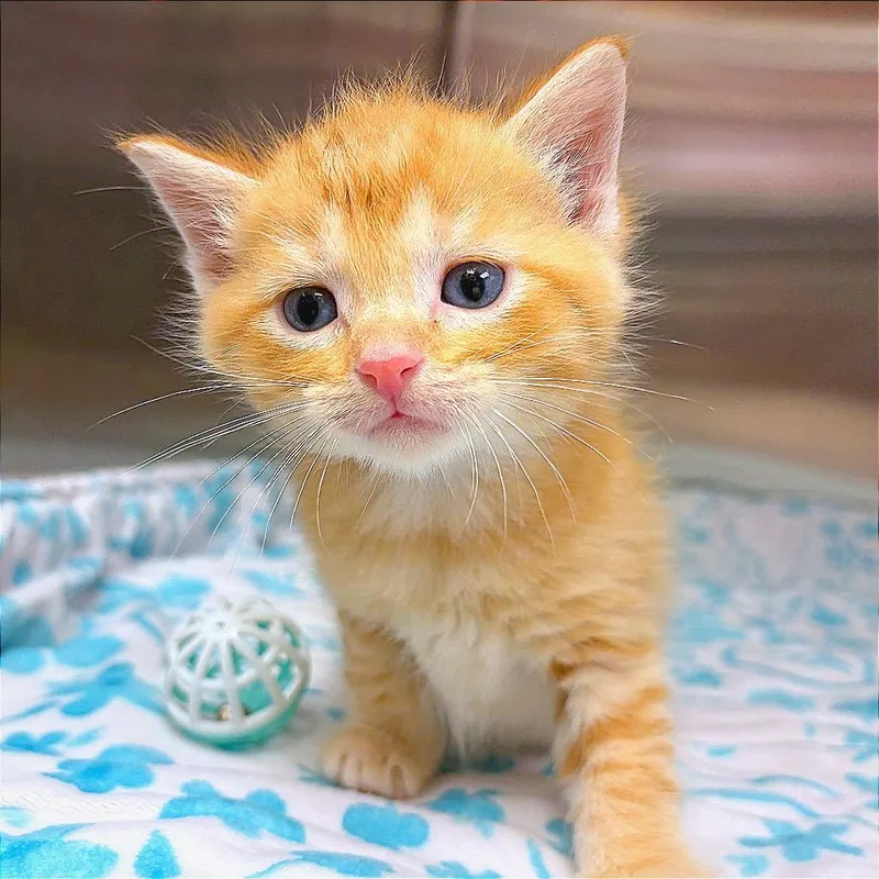 A baby small-sized male Orange / Red Domestic Medium Hair cat named Julius for adoption in Hannibal, MO