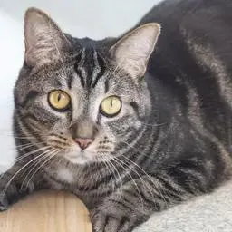 An adult medium-sized male Tabby (Leopard / Spotted) Domestic Short Hair cat named Schnitzel for adoption in Pontiac, MI