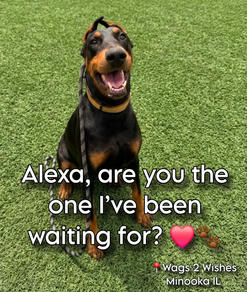 Alexa