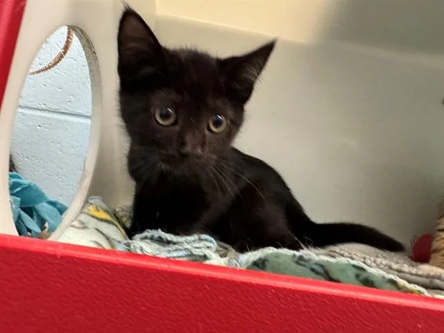 A baby small-sized male Domestic Short Hair cat named Cayden for adoption in Peoria, IL