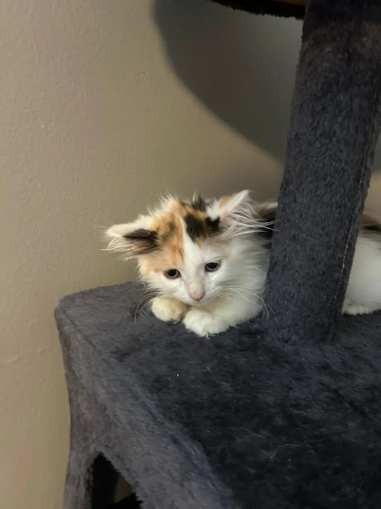 A baby small-sized female Domestic Medium Hair cat named Dolce for adoption in Newark, NJ