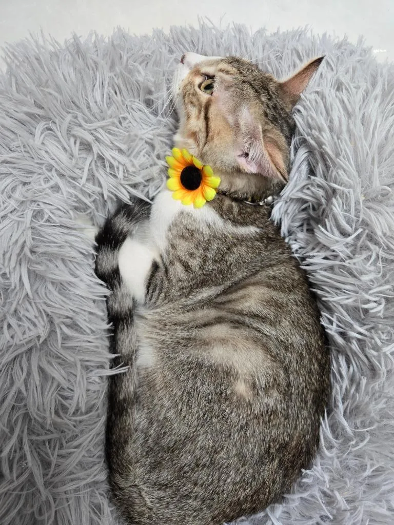 A baby medium-sized female Domestic Short Hair cat named Marge for adoption in New Braunfels, TX