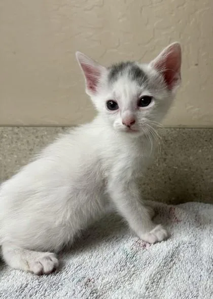 A young small-sized male Domestic Short Hair cat named King Louie for adoption in Phoenix, AZ