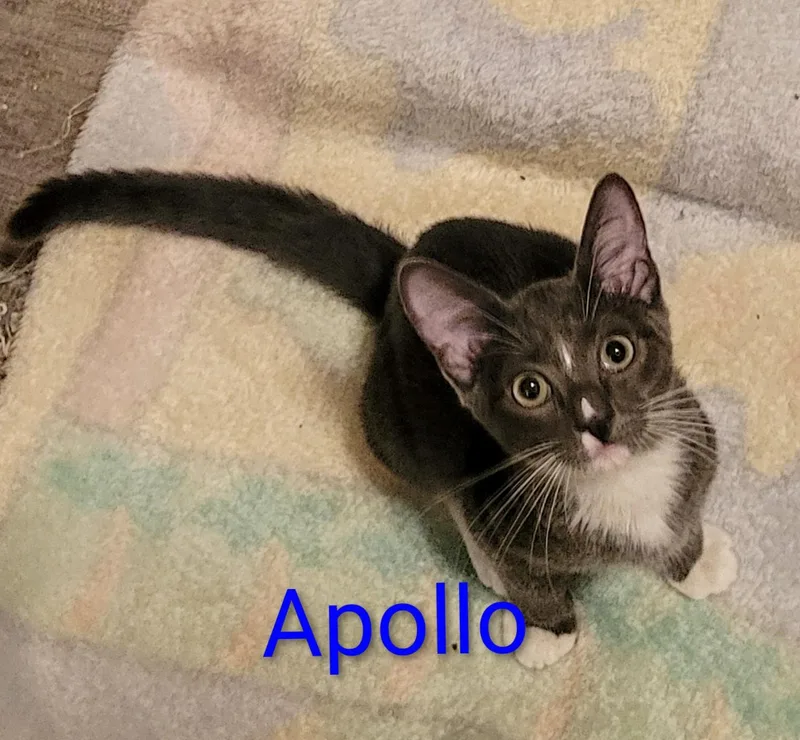 A baby medium-sized male Gray & White Domestic Short Hair cat named Apollo for adoption in Las Vegas, NV
