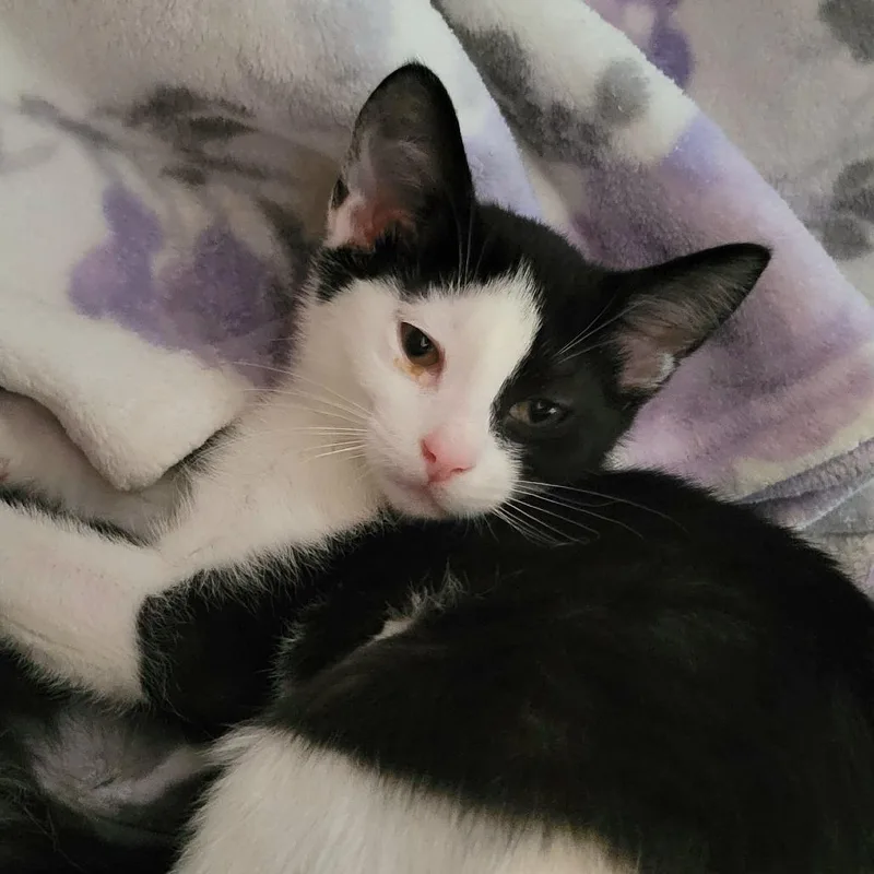 A baby small-sized female Black Domestic Short Hair cat named Popeyes for adoption in Chicago, IL