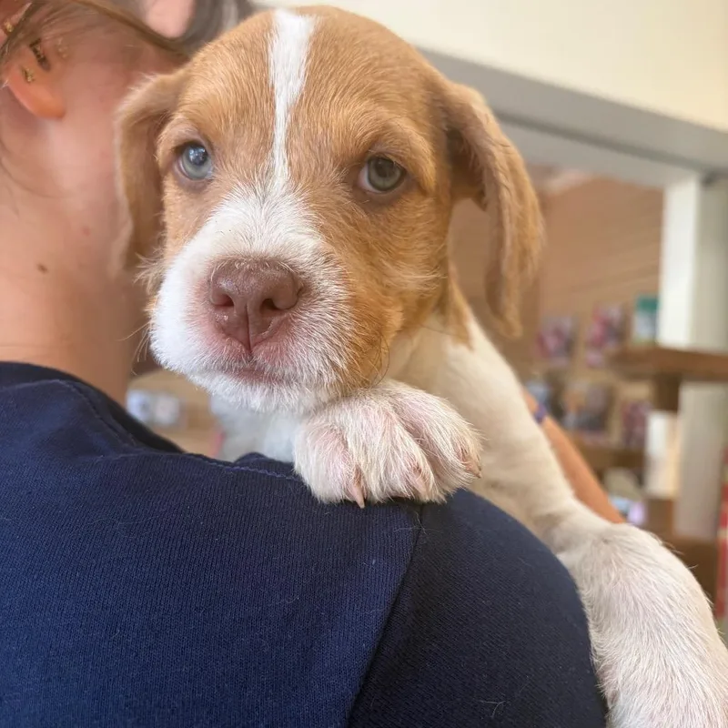 A baby small-sized female Yellow / Tan / Blond / Fawn Mixed Breed dog named Spot for adoption in Morrisville, VT