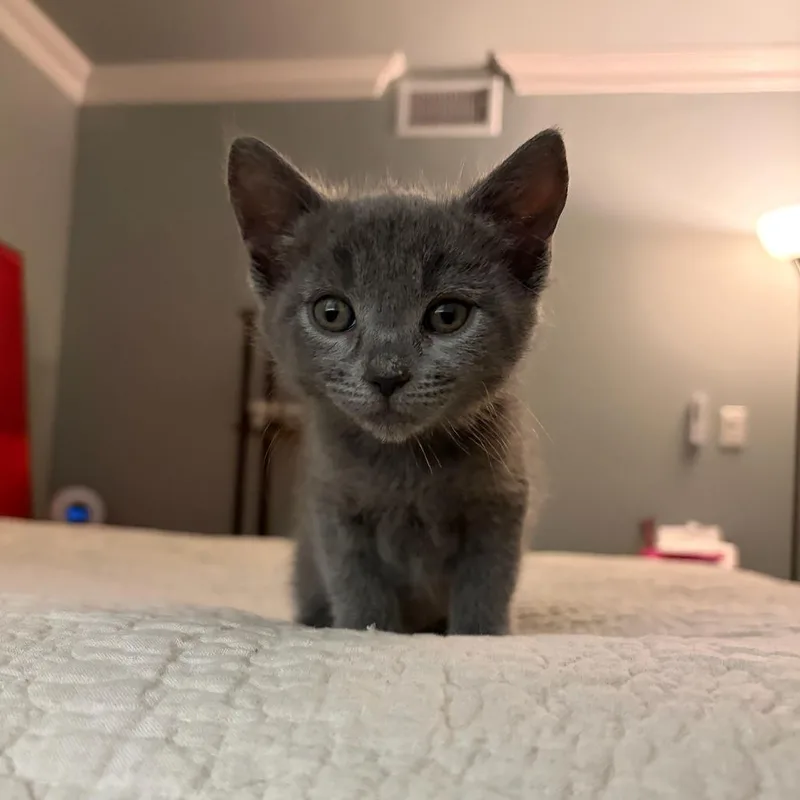 A baby small-sized female Gray / Blue / Silver Domestic Short Hair cat named Boo Boo for adoption in Spokane, WA