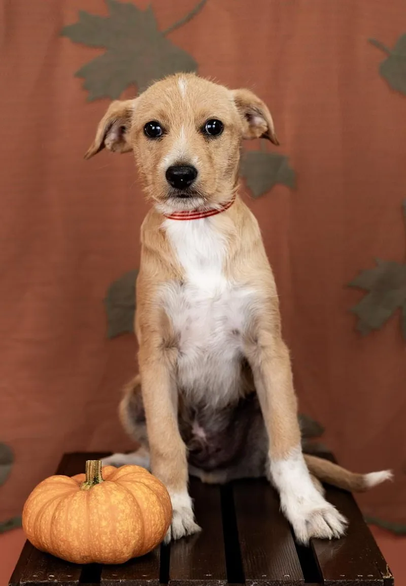 A baby medium-sized male Terrier dog named 856-26 for adoption in Brighton, CO