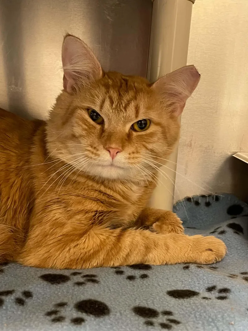 An adult medium-sized male Domestic Medium Hair cat named Garfield for adoption in Covington, VA