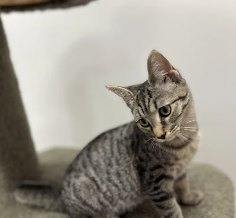 A baby medium-sized female Tabby cat named Survi — Tiny Survivor for adoption in Pickerinton, OH