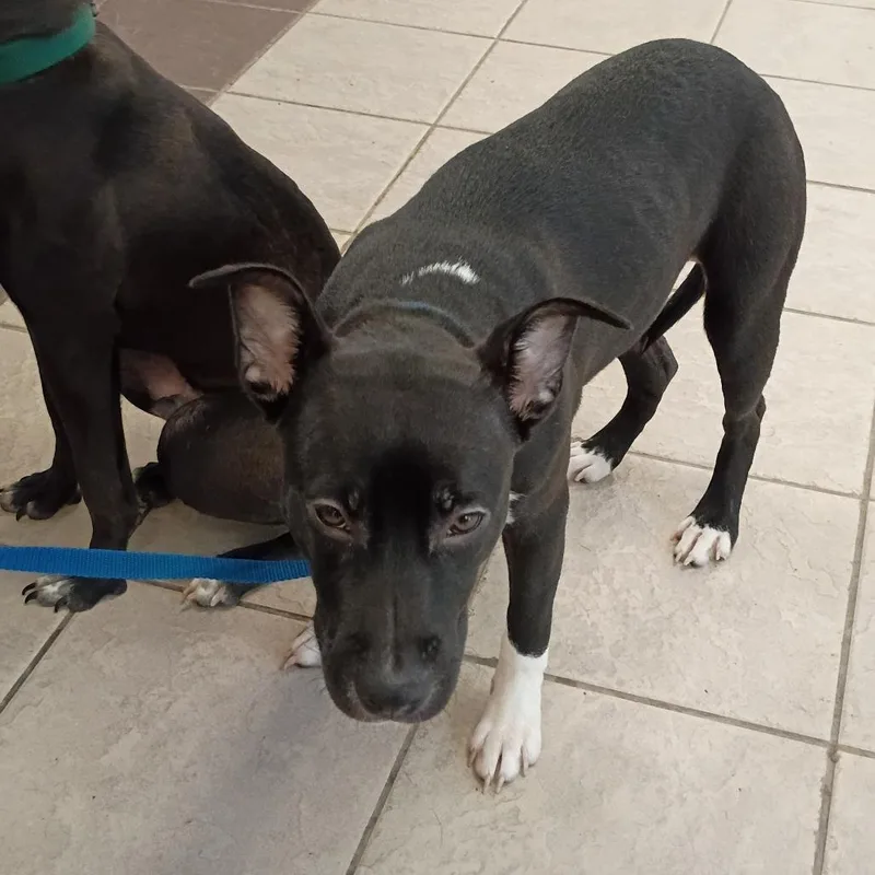 A young medium-sized female Black Mixed Breed dog named StrayRiverRoad for adoption in Columbus, GA
