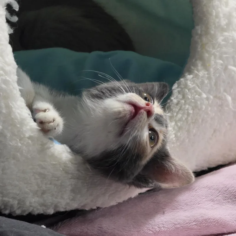 A baby small-sized female Calico Domestic Short Hair cat named Frankie for adoption in Layton, UT