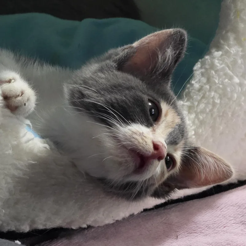 Frankie thumbnail 3