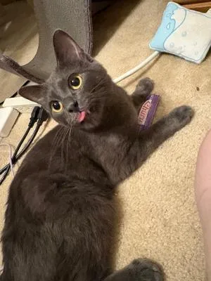A baby medium-sized male Gray / Blue / Silver Domestic Short Hair cat named Kiko for adoption in Mokena, IL