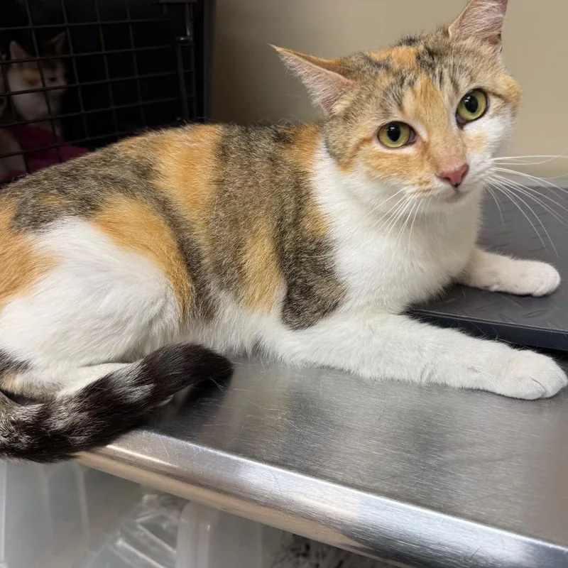 An adult medium-sized female Torbie Domestic Short Hair cat named Posh for adoption in Birmingham, AL